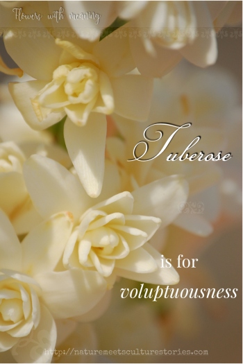 Polianthes tuberosa, tuberose, Mexican white fragrant flower